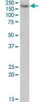 Anti-MYO5A Goat Polyclonal Antibody