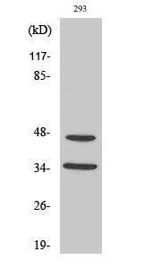 Western blot analysis of various cells using Anti-FOXB1 + FOXB2 Antibody