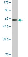 Anti-PLSCR3 Mouse Monoclonal Antibody [clone: 4F5]