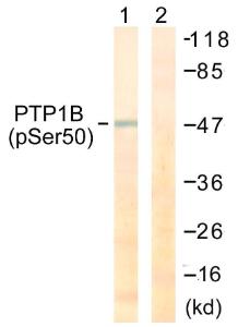 Western blot analysis of lysates from COS7 cells treated with UV 30' using Anti-PTP1B (phospho Ser50) Antibody. The right hand lane represents a negative control, where the antibody is blocked by the immunising peptide.