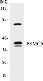 Antibody anti-PSMC6 A99006-100 100 µg