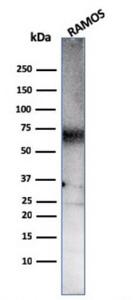 Western blot analysis of Ramos cell lsyate using Anti-CD86 Antibody [C86/3711]