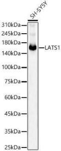 Anti-LATS1/WARTS Rabbit Monoclonal Antibody [clone: ARC56891]