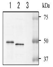 Anti-NADase Antibod