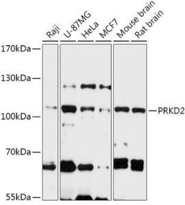 Antibody A305795-100 100 µl