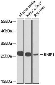 Western blot analysis of extracts of various cell lines, using Anti-BNIP1 Antibody (A10094) at 1:1,000 dilution