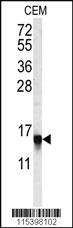 Anti-SUMO2/3 Rabbit Polyclonal Antibody