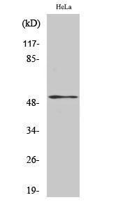 Western blot analysis of various cells using Anti-PTEN (phospho Ser370) Antibody