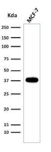 Western blot analysis of MCF-7 cell lysate using Anti-EpCAM Antibody [EGP40/2041R]