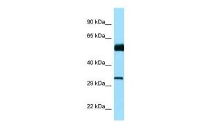 Anti-CDC20B Rabbit Polyclonal Antibody