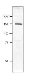 Anti-Pasteurella multocida Toxin Antibod