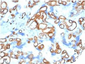 Immunohistochemical analysis of formalin-fixed, paraffin-embedded human placenta tissue using Anti-CD34 Antibody [CD34/4939]