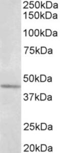 EB11616 (1 µg/ml) staining of Olfactory bulb lysate (35 µg protein in RIPA buffer). Primary incubation was 1 hour. Detected by chemiluminescence.