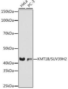 Western blot analysis of extracts of various cell lines, using Anti-KMT1B / SUV39H2 Antibody [ARC0829] (A305796) at 1:1000 dilution