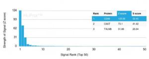 Analysis of protein array containing more than 19,000 full-length human proteins using Anti-CD86 Antibody [C86/3711