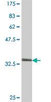 Anti-GABARAPL2 Mouse Polyclonal Antibody