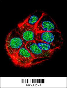 Anti-CCDC153 Rabbit Polyclonal Antibody (PE (Phycoerythrin))