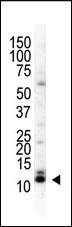 Anti-SUMO2/3 Rabbit Polyclonal Antibody