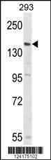 Anti-PCDH17 Rabbit Polyclonal Antibody (APC (Allophycocyanin))