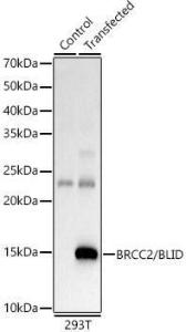 Western blot analysis of 293F, using Anti-BLID Antibody (A10097) at 1:400 dilution. The secondary antibody was Goat Anti-Rabbit IgG H&L Antibody (HRP) at 1:10,000 dilution.