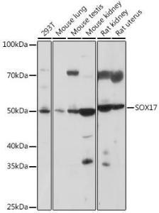 Anti-SOX17 Rabbit Polyclonal Antibody