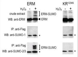 Anti-SUMO2/3 Rabbit Polyclonal Antibody