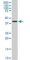 Anti-MAPKAPK3 Mouse Monoclonal Antibody [clone: 3F4]