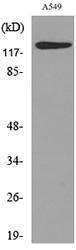 Anti-CD133 Rabbit Polyclonal Antibody