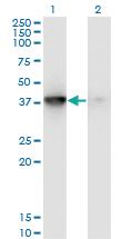 Anti-MAPKAPK3 Mouse Monoclonal Antibody [clone: 3F4]