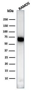 Western blot analysis of Ramos cell lysate using Anti-CD86 Antibody [C86/3713]