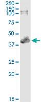 Anti-MAPKAPK3 Mouse Monoclonal Antibody [clone: 3F4]