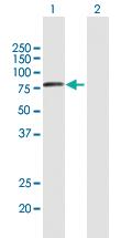 Anti-VPS53 Mouse Polyclonal Antibody