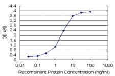 Anti-PNMA1 Polyclonal Antibody Pair