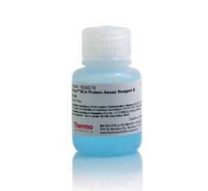 BCA protein assay reagent B