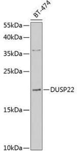 Anti-DUSP22 Antibody (A10098)