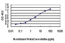 Anti-MAPKAPK3 Mouse Monoclonal Antibody [clone: 3F4]