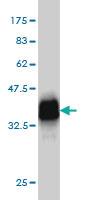 Anti-ISCA1 Mouse Monoclonal Antibody [clone: 2E9]