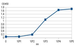 Anti-Pertussis Toxin Antibody