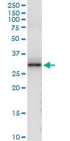 Anti-CSN1S1 Polyclonal Antibody Pair