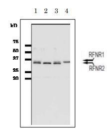 Anti-Root FNR Rabbit Polyclonal Antibody