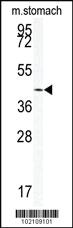 Anti-SIRT6 Rabbit Polyclonal Antibody