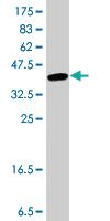 Anti-CORO1C Mouse Polyclonal Antibody