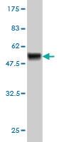 Anti-NFYB Mouse Monoclonal Antibody [clone: 6H6]