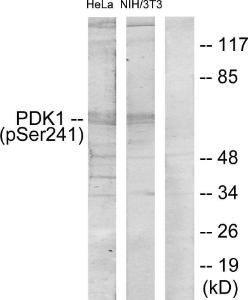 Western blot analysis of lysates from HeLa cells and NIH/3T3 cells using Anti-PDK1 (phospho Ser241) Antibody The right hand lane represents a negative control, where the antibody is blocked by the immunising peptide