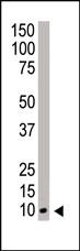 Anti-NEDD8 Rabbit Polyclonal Antibody