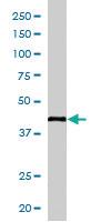 Anti-KLF3 Goat Polyclonal Antibody