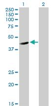 Anti-FGGY Mouse Polyclonal Antibody