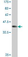 Anti-CASC3 Mouse Polyclonal Antibody