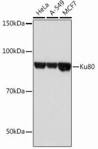 Western blot analysis of extracts of various cell lines, using Anti-Ku80 Antibody [ARC0706] (A307476) at 1:1,000 dilution