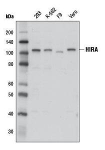 Anti-HIRA Rabbit Monoclonal Antibody [clone: 13G35]